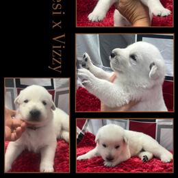 COFFEE BOY - White male German Shepherd puppy in Apache Junction, Arizona from CS Vista Farms