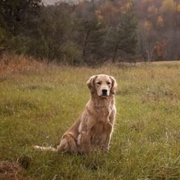 Golden Retrievers from Stonecroft