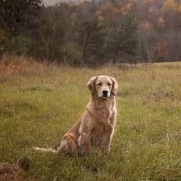 Golden Retrievers from Stonecroft