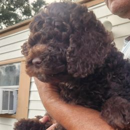Tootsie - Chocolate female Australian Labradoodle puppy in Ocala, Florida from Vinton Valley Australian Labradoodles