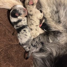 Girl 1 - Merle female Pomsky puppy in Sturgis, Kentucky from Furever Pomskies