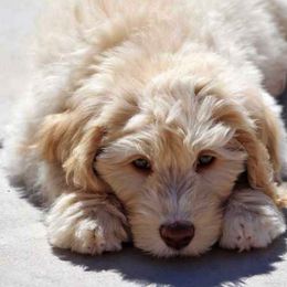 Australian Labradoodle Puppies from Desert Waves Labradoodles