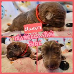 Queen - Isabella female German Shepherd puppy in Los Lunas, New Mexico from Mali's German Shepherds