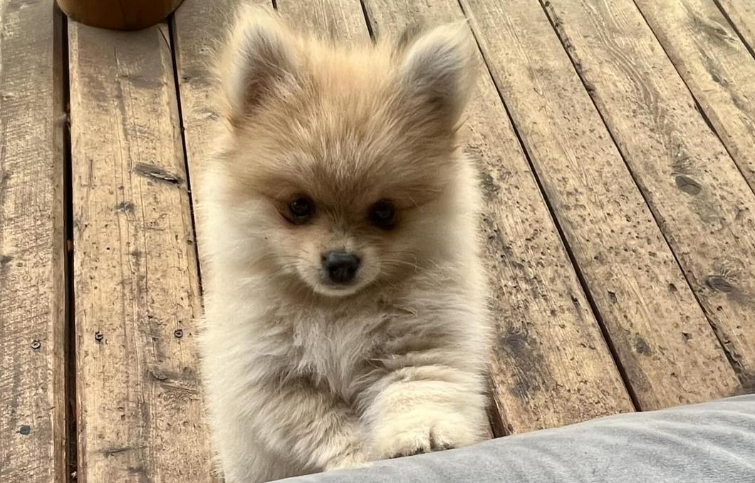 Rashell's Puppies in Michigan | Pomeranian and Saint Bernard puppies ...