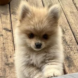 Pomeranians and Saint Bernards from Rashell's Puppies