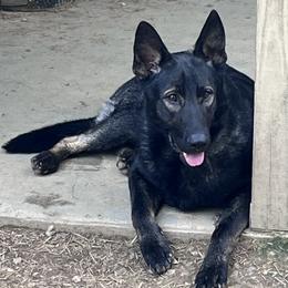 Dachshund and German Shepherd Puppies from Illyria Dox & GSD