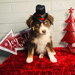 Australian Shepherd Puppies from Topaz Aussie’s