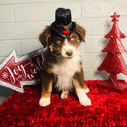 Australian Shepherd Puppies from Topaz Aussie’s