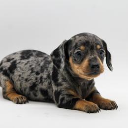 Dachshund and Miniature American Shepherd Puppies from Taylor Farms