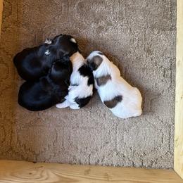 Shih Tzu puppies from Carolina Mountain Shih Tzus