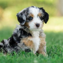 Sunshine - female Australian Mountain Doodle puppy in Cortez, Colorado from Sassy Pants Pups