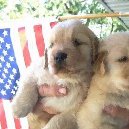 Golden Retriever Puppies from Goldminer Goldens