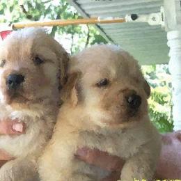 Golden Retriever Puppies from Goldminer Goldens