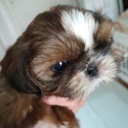 Shih Tzus from Ashkay Shih-tzus