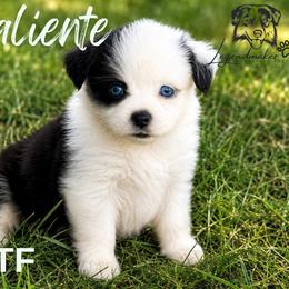Caliente - Black tri female Toy Australian Shepherd puppy in Leitchfield, Kentucky from Legendmaker MAS