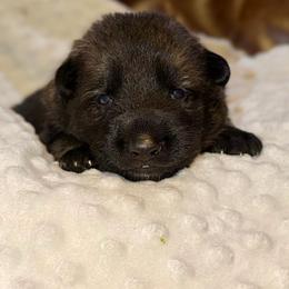 Jager - Black male German Shepherd puppy in Ashland, Alabama from CzechDDR
