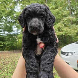 Pinto Bean - Blue female Poodle puppy in Winston Salem, North Carolina from Conundrums Kennels
