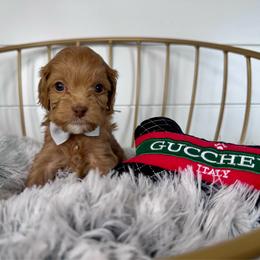 Gucci (grey) - Red male Cavapoo puppy in West Haven, Utah from Harper Haven Cavapoos & Doodles