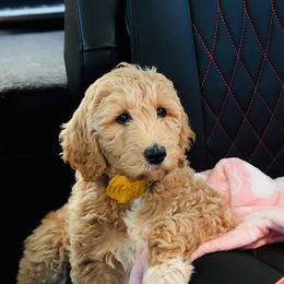 Assorted Doodle Crosses and Goldendoodle Puppies from Wake Forest Darling Doodles