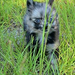 Sushi - Blue merle female Pomeranian puppy in Mississippi from Chainbreakerkennels