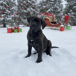 Myers - Black brindle male Cane Corso puppy in Hampstead, New Hampshire from Durgin Hollow