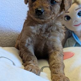 Solid Red Boy - Red male Cavapoo puppy in Peoria Heights, Illinois from Gardner Lane Puppies