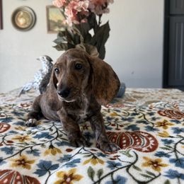 Otis - Brindle male Dachshund puppy in Temecula, California from Naomi Magee's Dachshund Kennel