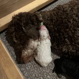Poodle Puppies from Red Paw Farm