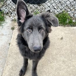 German Shepherd Puppies from Devon Rugerio's German Shepherds