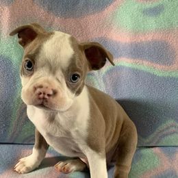 Boston Terrier Puppies from Heather's Boston Babies
