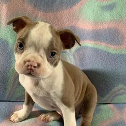 Boston Terrier Puppies from Heather's Boston Babies