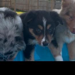 George - Black tri male Miniature Australian Shepherd puppy in Bethany, Illinois from Rachel at Marrowbone Creek Aussies