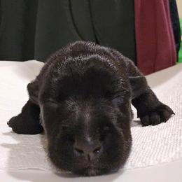 Female2 - Black female Scottish Terrier puppy in Conroe, Texas from Scotch McLaren Terriers