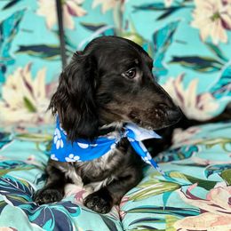 AKC - Reggie - Dapple male Dachshund puppy in Omaha, Nebraska from Colorful Dachshunds