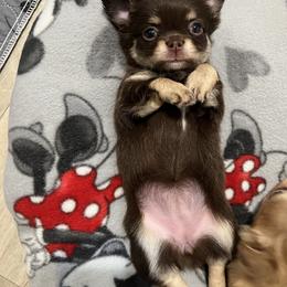 Chihuahua Puppies from Sophia Jade's Chi Brigade