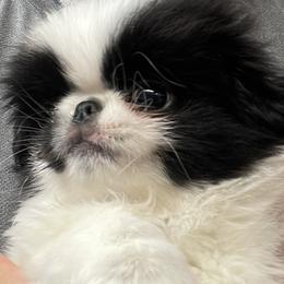 Japanese Chin puppies from Sakura Japanese Chin
