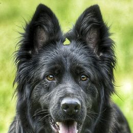 German Shepherds from Von Odenwald German Shephers
