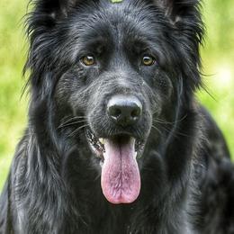 German Shepherds from Von Odenwald German Shephers