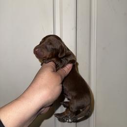 Jesse James - Chocolate male Dachshund puppy in Deming, New Mexico from FoxieDoxies of New Mexico