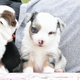 Ross - Blue merle male Toy Australian Shepherd puppy in Chickasha, Oklahoma from Rustic Lace