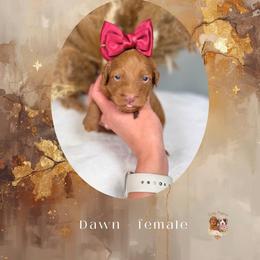 Dawn - Apricot female Goldendoodle puppy in Canton, Georgia from Teddy Puppies