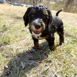Sully - Phantom male Bernedoodle puppy in Wamego, Kansas from Doodles of Oz
