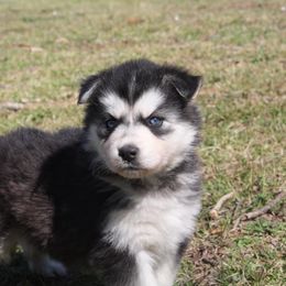Siberian Husky Puppies from North Valley Huskies