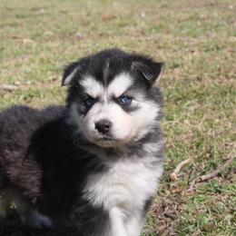 Siberian Husky Puppies from North Valley Huskies