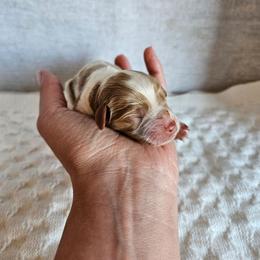 Rollo - Blenheim male Cavapoo puppy in London, Kentucky from Blue Meadow Puppies
