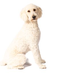 Sunny - Goldendoodle