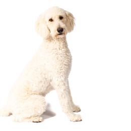 Sunny - Goldendoodle