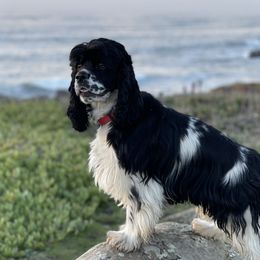 Duke - Cocker Spaniel