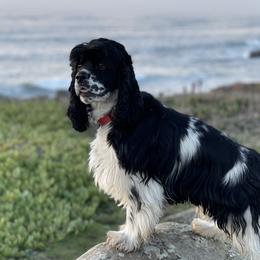 Duke - Cocker Spaniel
