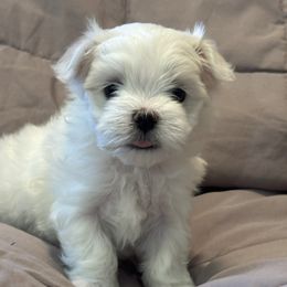 Maltese Puppies from Hops-a-Lot Maltese Ranch